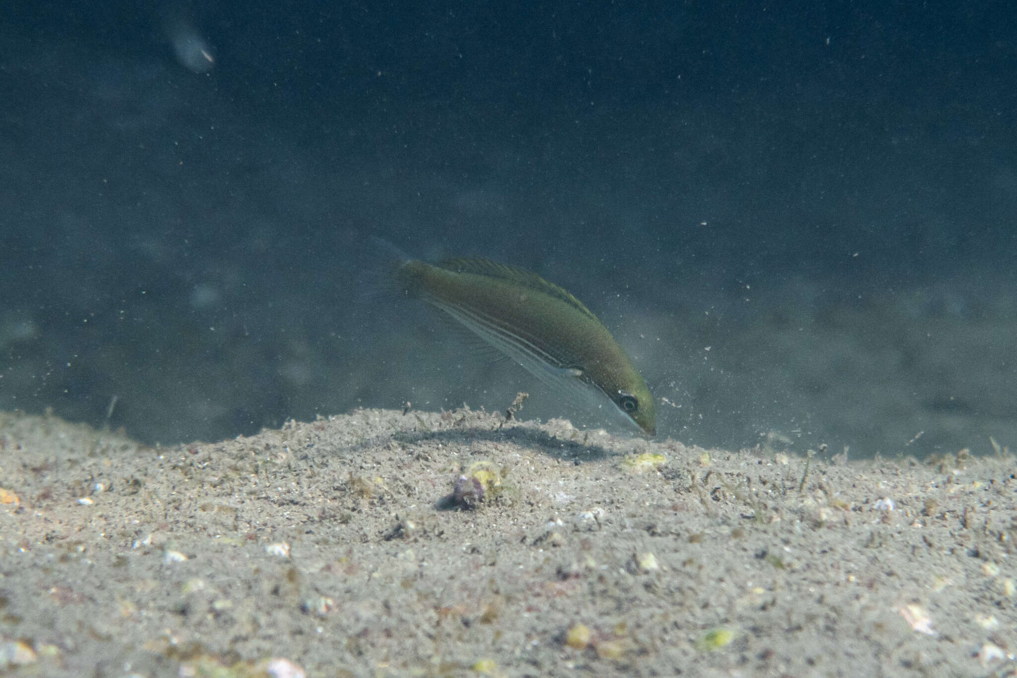 Image of Stripebelly wrasse