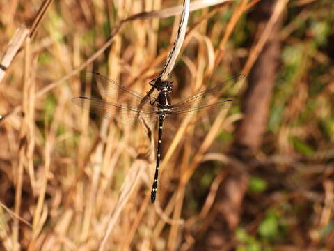 Image of Mountain Tigertail