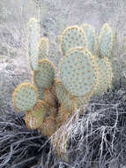 Image of Dollar-joint Prickly-pear