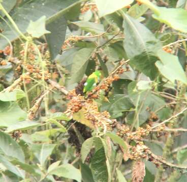 Image of Yellow-collared Chlorophonia