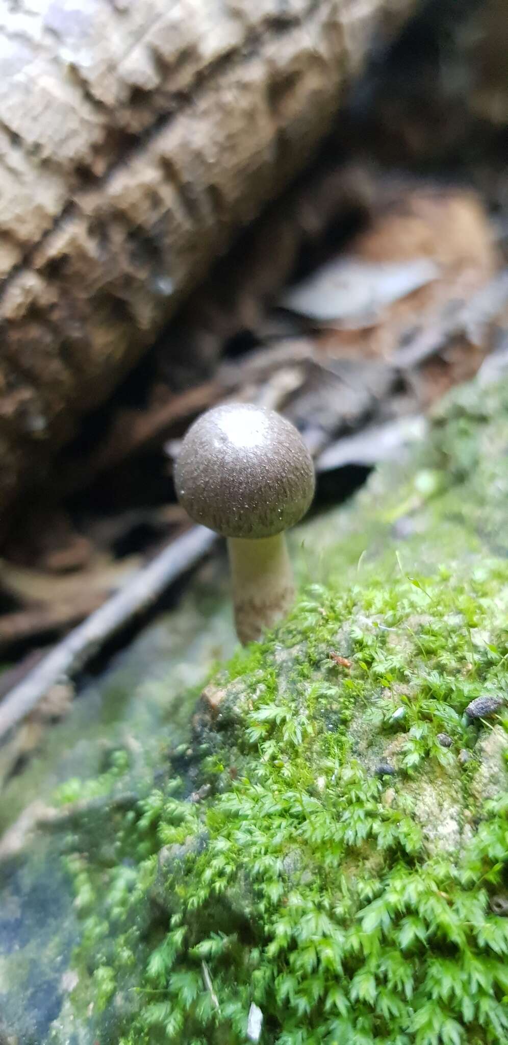 Coprinopsis melanthina (Fr.) Örstadius & E. Larss. 2015 resmi