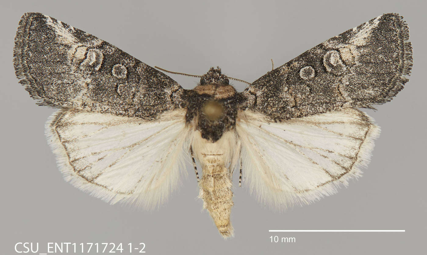 Image de Sympistis subsimplex