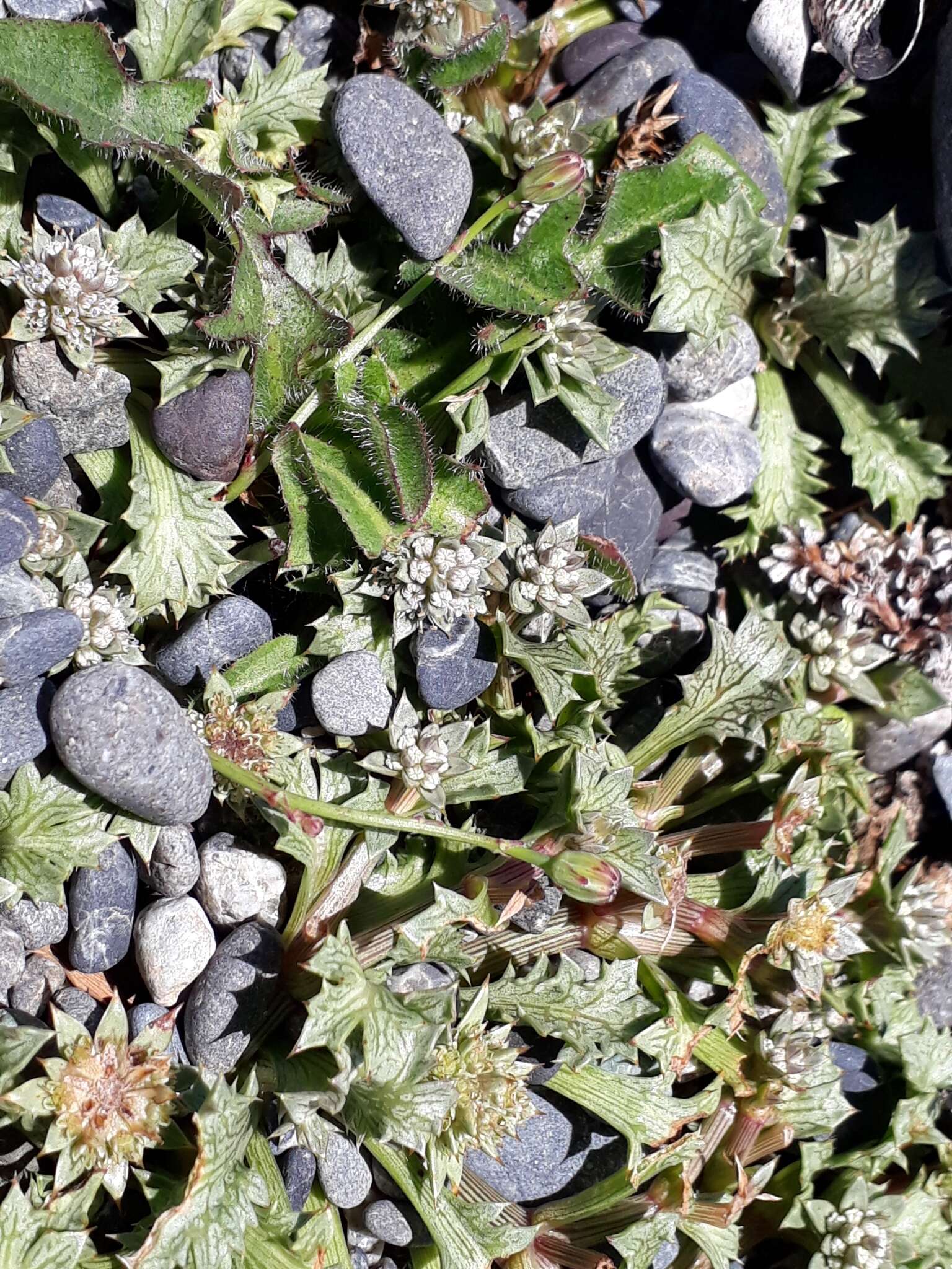 Eryngium vesiculosum Labill. resmi