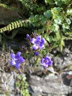 Image of Peach-leaf Bellflower