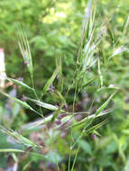 Image de Danthonia sericea Nutt.