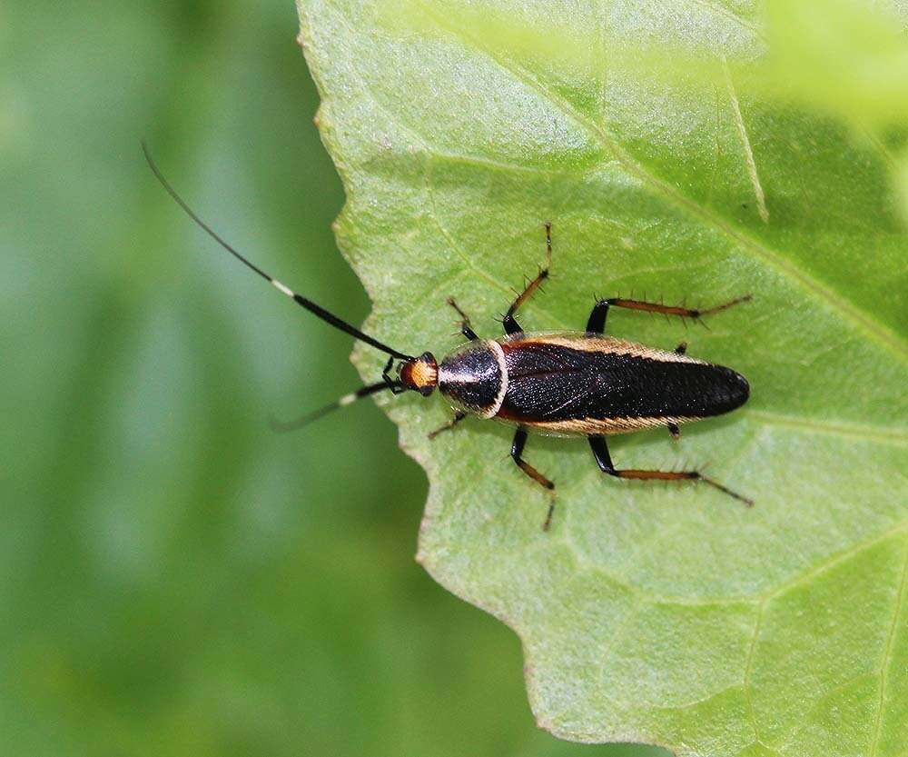 Image of Hemithyrsocera histrio (Burmeister 1838)