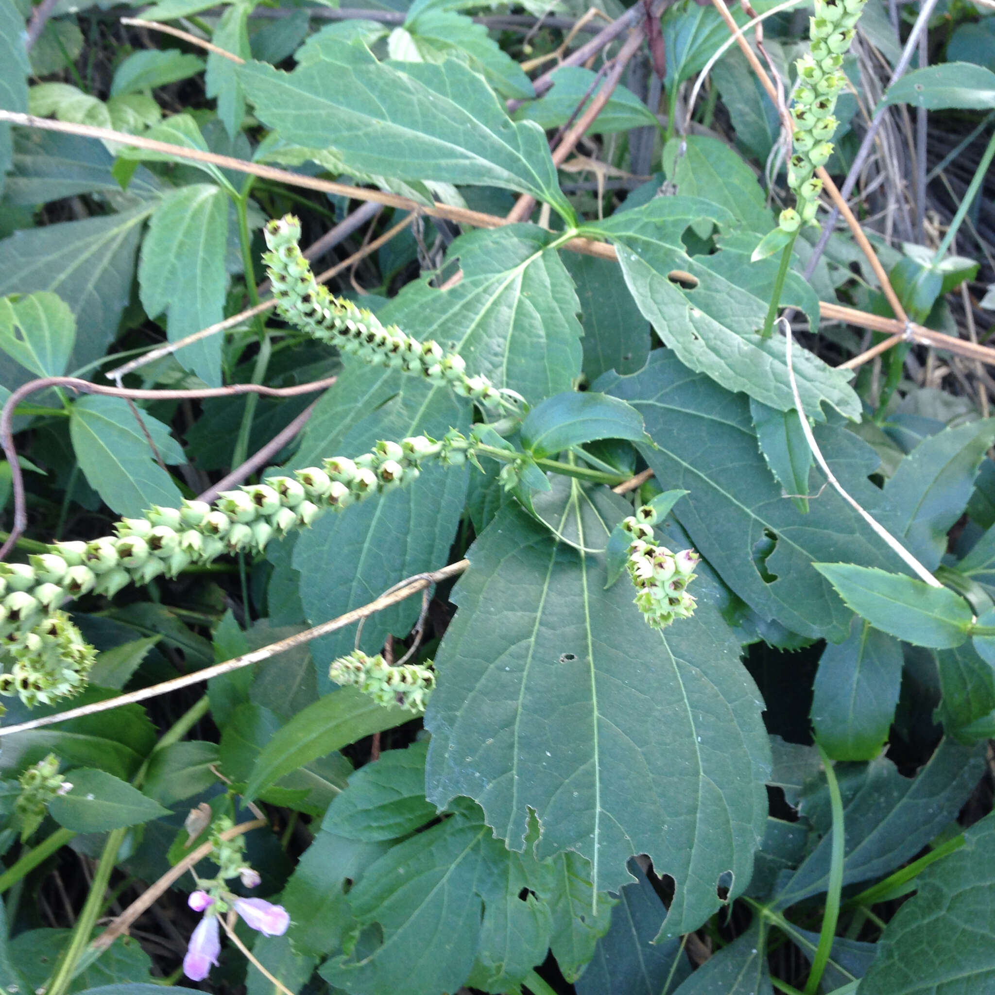 Image of obedient plant