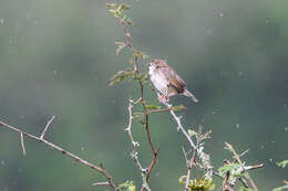 Image of Short-winged Cisticola