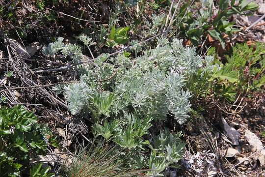 Image of Artemisia pannosa Krasch.