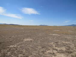 Image of Great Basin Ground Squirrel