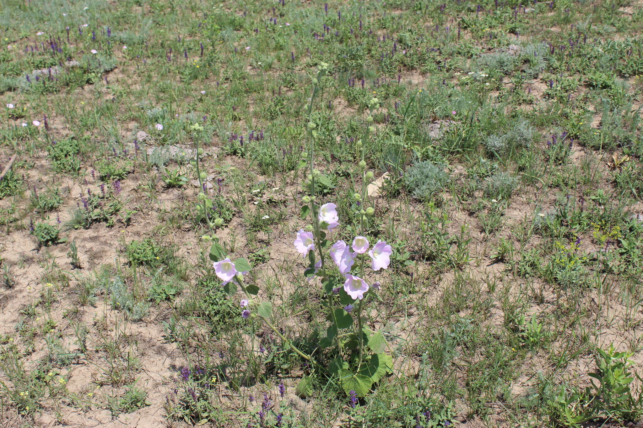 Image of hollyhock