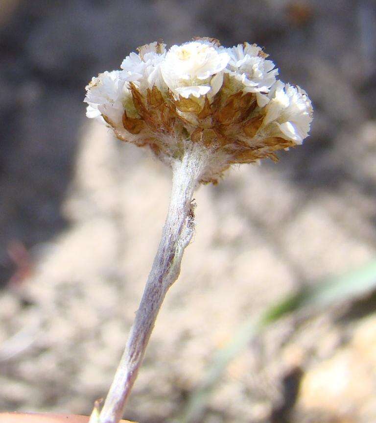 Image of Anaxeton asperum subsp. pauciflorum Lundgren