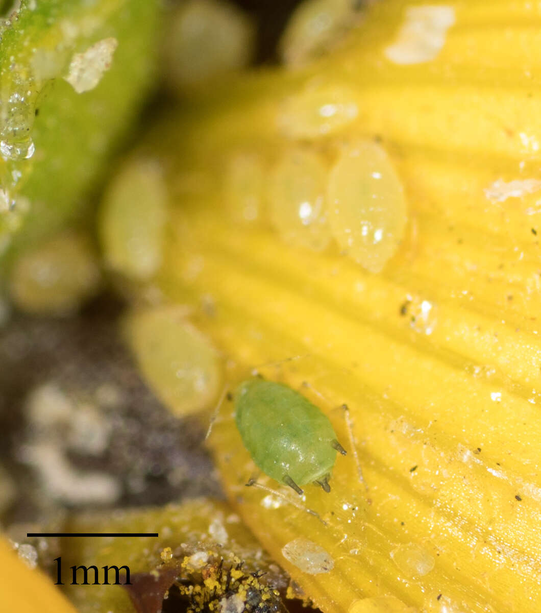 Image of Aphid