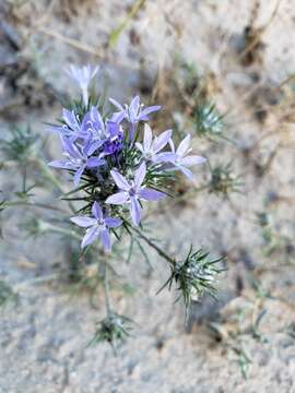 Imagem de Eriastrum pluriflorum (A. A. Heller) Mason