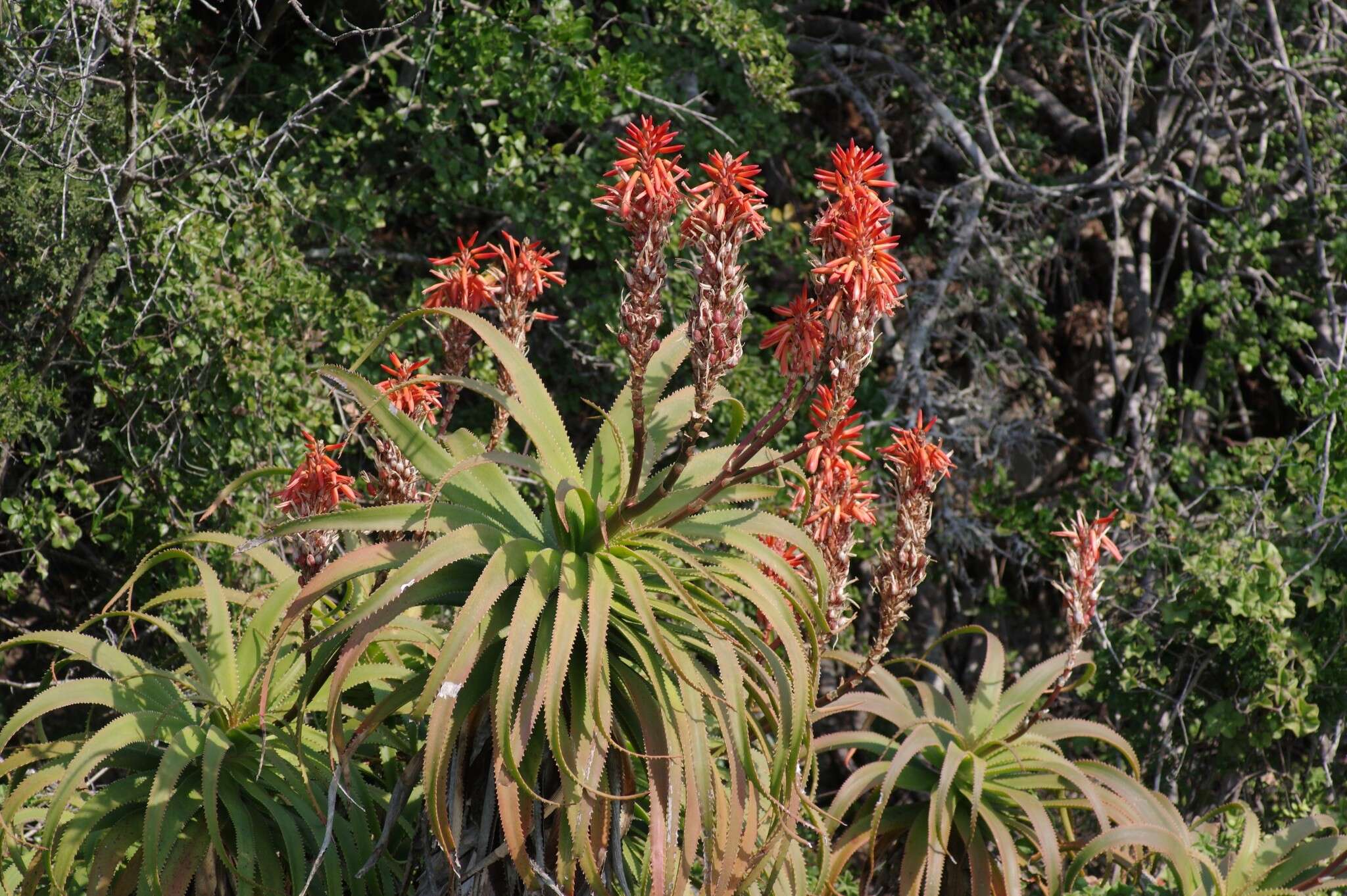 Image of Aloe pluridens Haw.