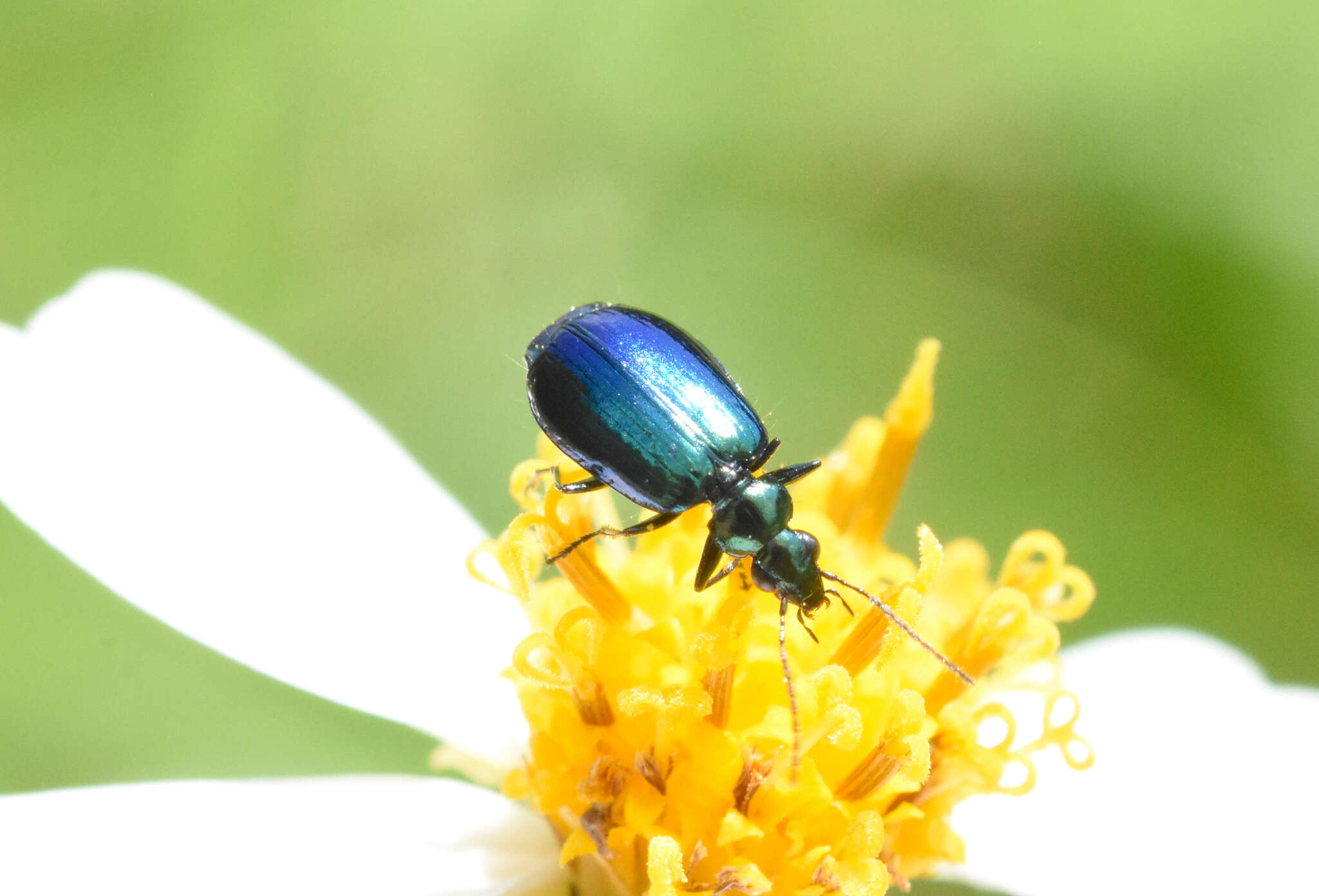 Image of Lebia (Lebia) viridis Say 1823