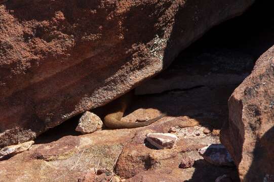 Image of Woolleyss false antechinus