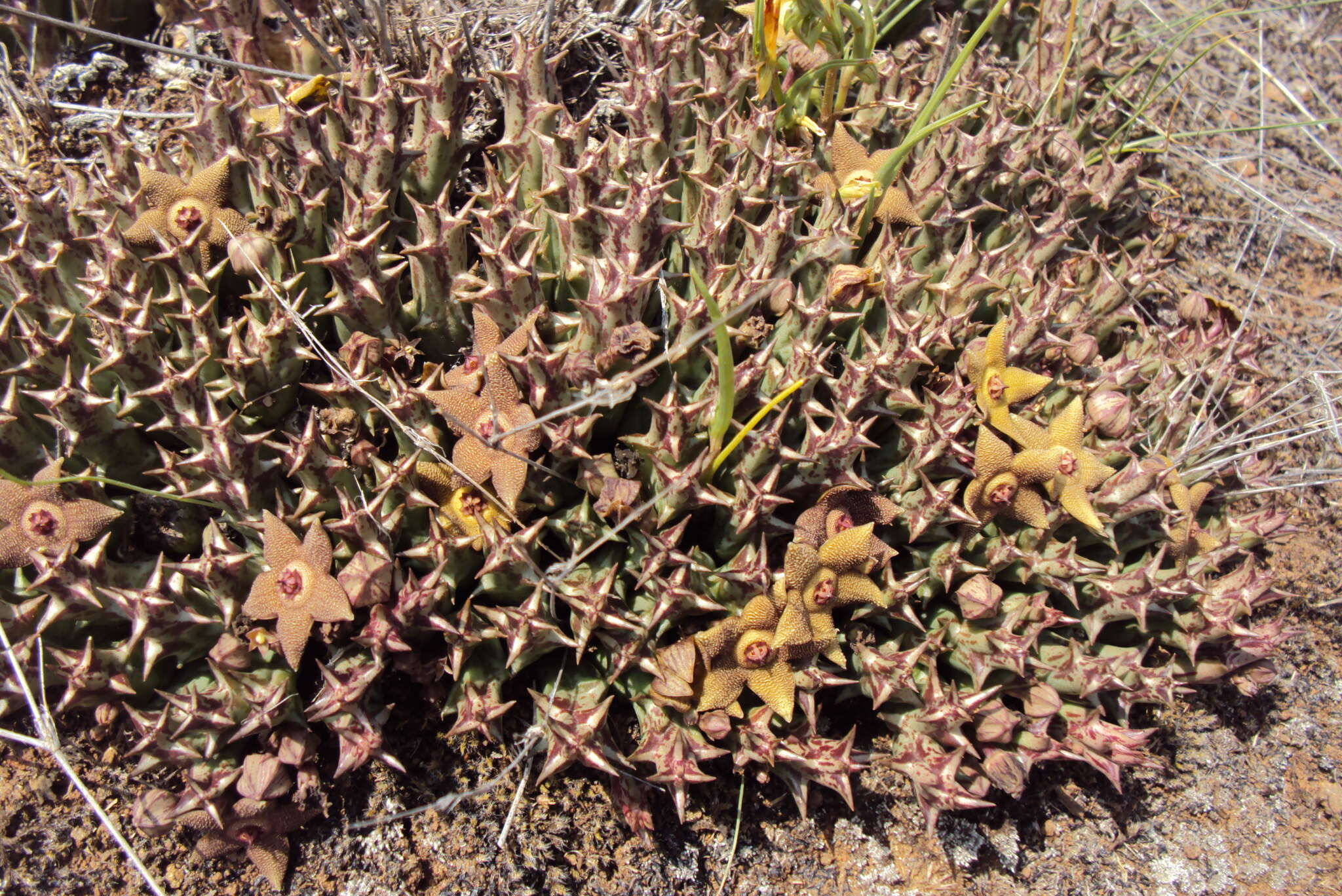 صورة Ceropegia cooperi (N. E. Br.) Bruyns