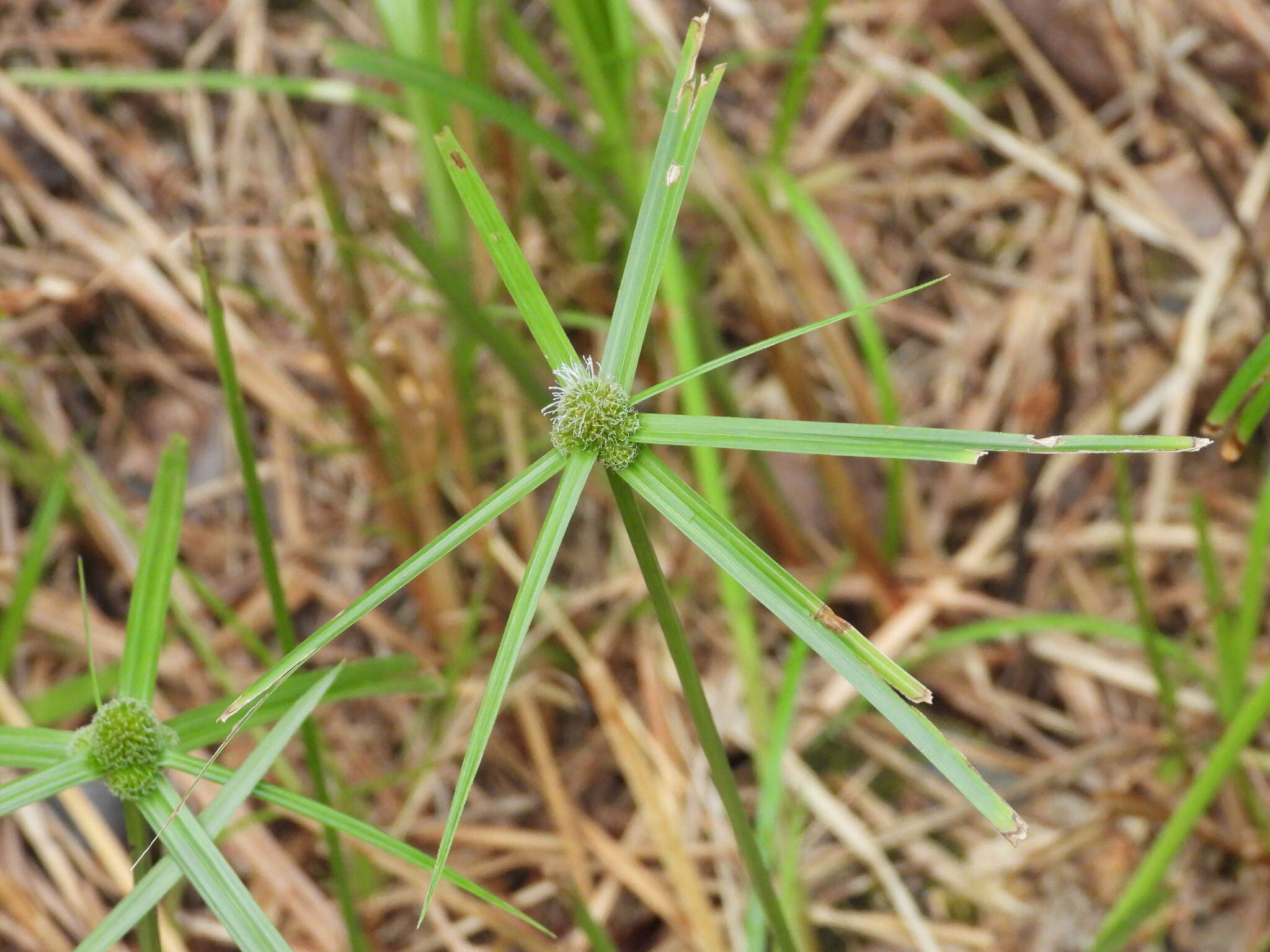 Image of Cyperus aromaticus (Ridl.) Mattf. & Kük.