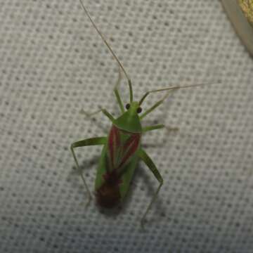 Image of Phytocoris roseotinctus Knight 1925