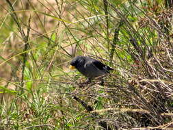 Image of Band-tailed Seedeater