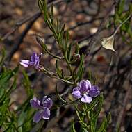 Image de Coopernookia barbata (R. Br.) Carolin