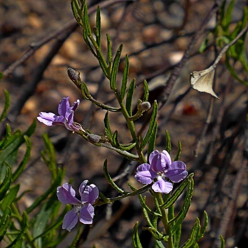 Image of Coopernookia barbata (R. Br.) Carolin