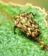 Image of Habroloma lepidopterum (Deyrolle 1864)