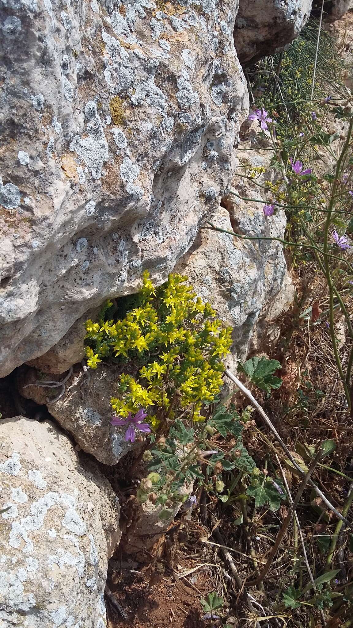 Image of Sedum urvillei DC.