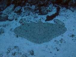 Image of Spiny Butterfly Ray