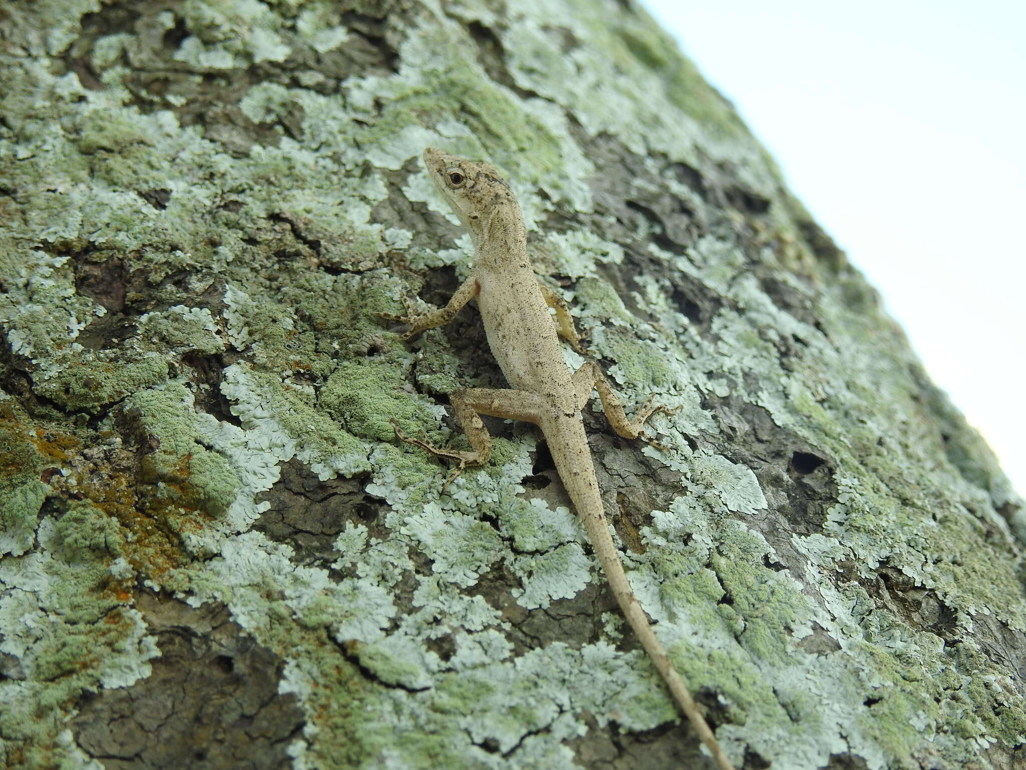 Image of Anolis sericeus Hallowell 1856