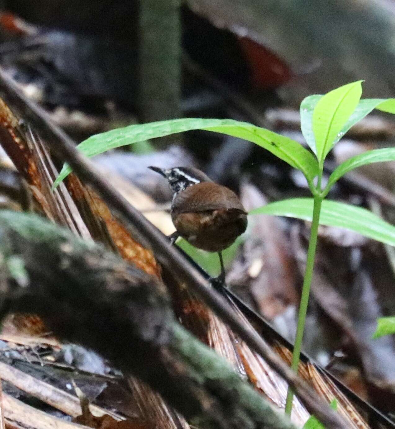 Image of White-breasted Wood Wren