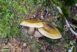 Tricholoma viridiolivaceum G. Stev. 1964 resmi