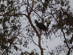 Image of Green Turaco