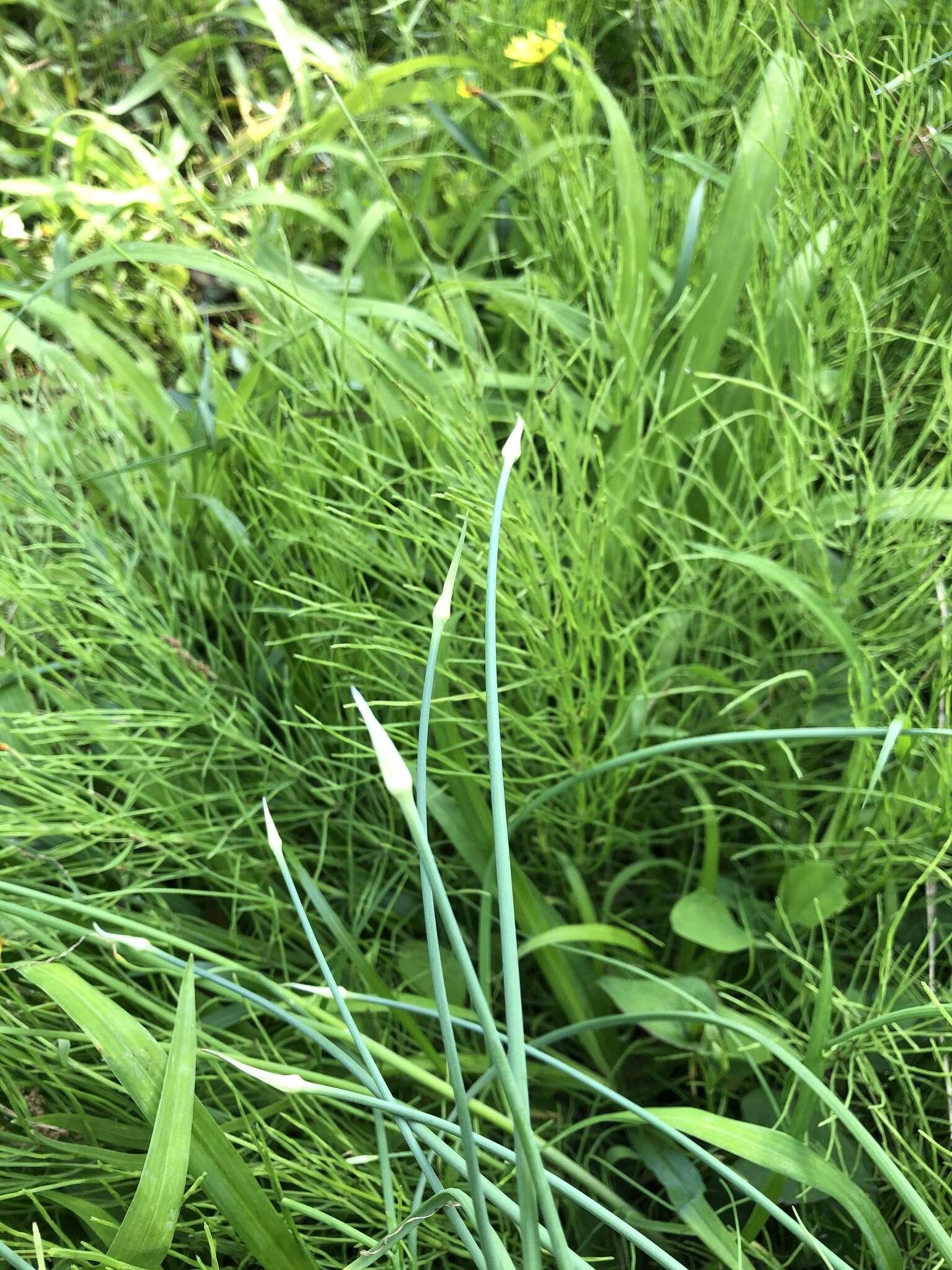 Image of Allium macrostemon Bunge