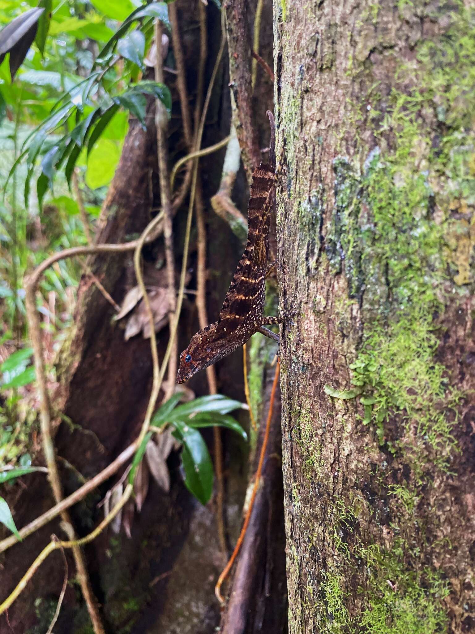 Imagem de Anolis gundlachi Peters 1877