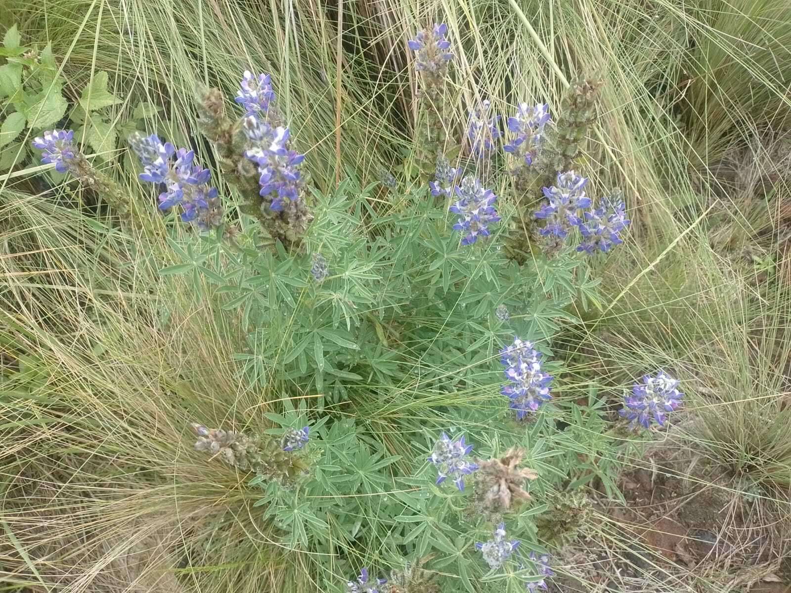 Image of Lupinus montanus Kunth