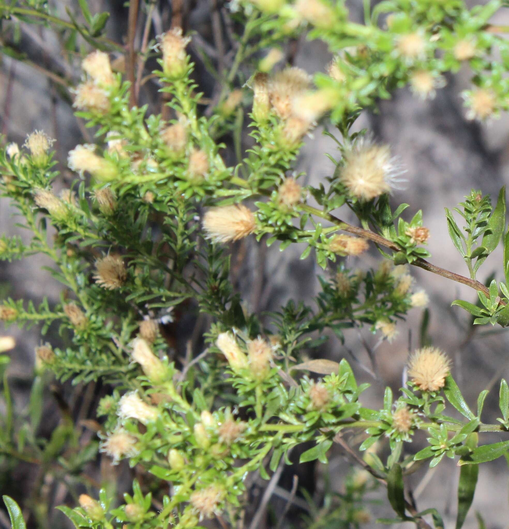 صورة Baccharis ramiflora A. Gray