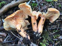 Sivun Lactarius salmonicolor R. Heim & Leclair 1953 kuva