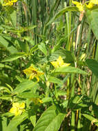 Image of fringed loosestrife