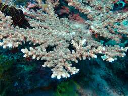 Sivun Acropora florida (Dana 1846) kuva