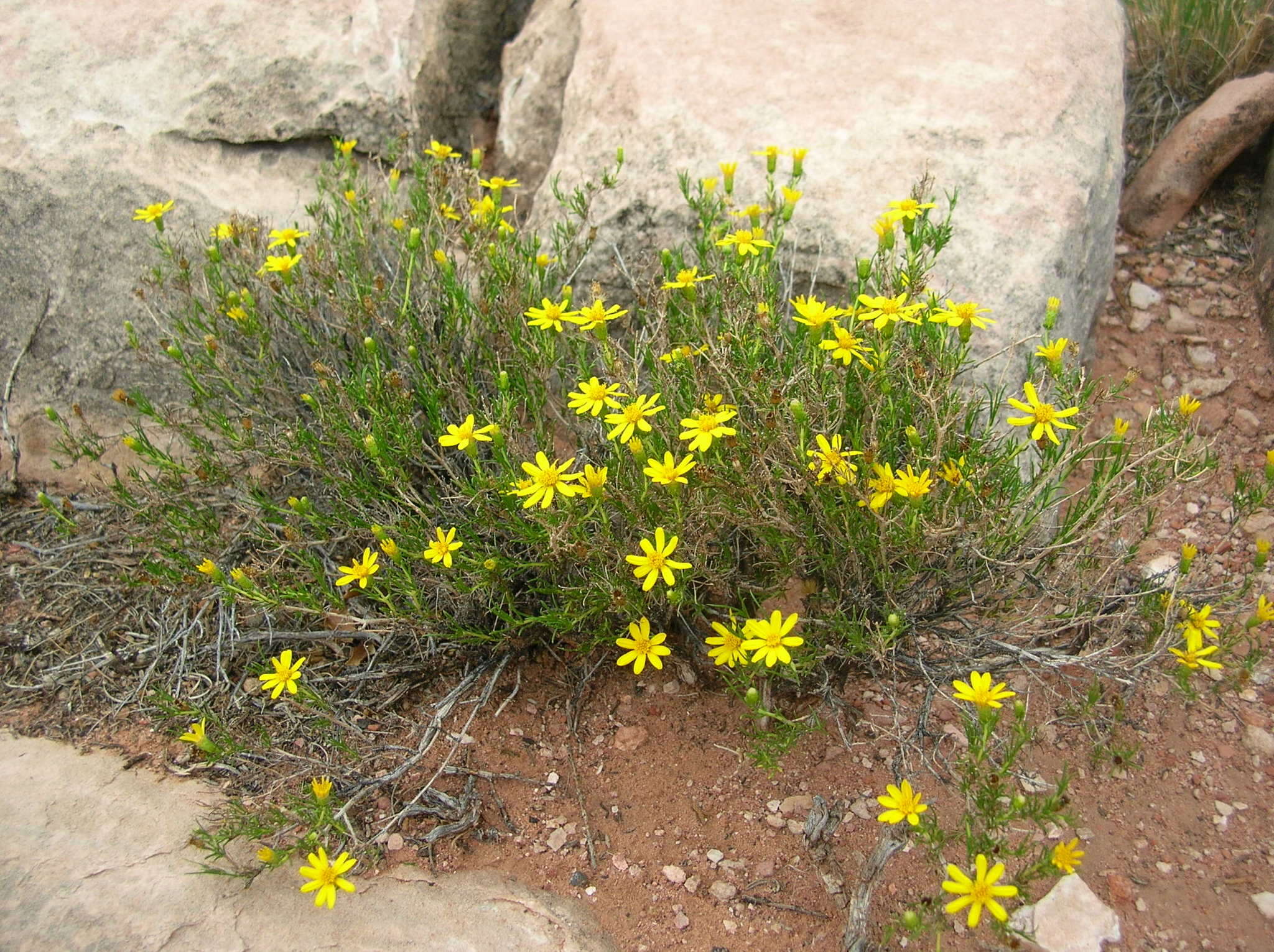 Plancia ëd Ericameria linearifolia (DC.) L. E. Urbatsch & J. R. Wussow