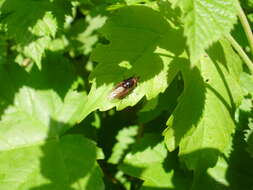 Image of Rhingia campestris Meigen 1822