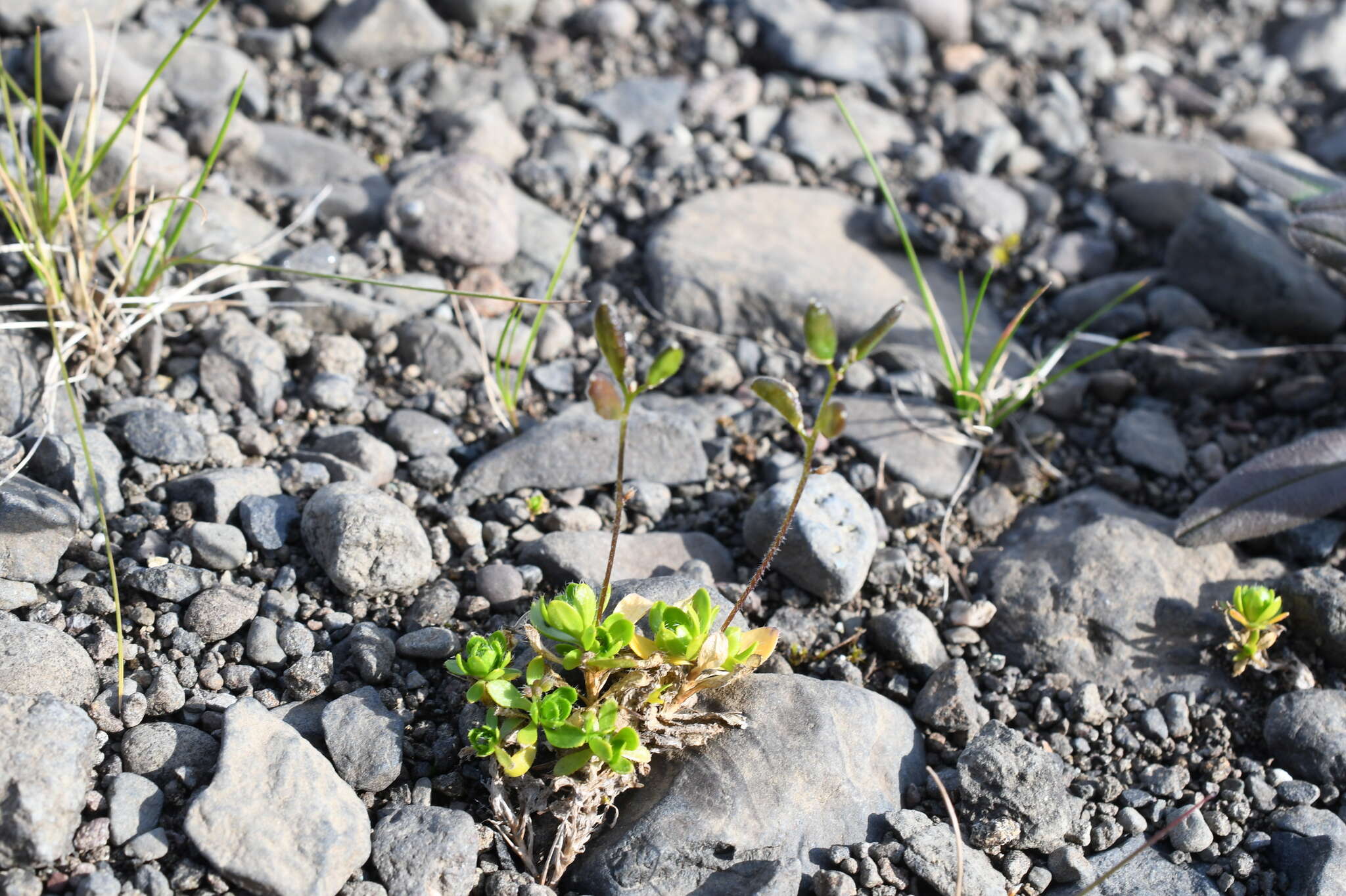 Image of Canadian arctic draba