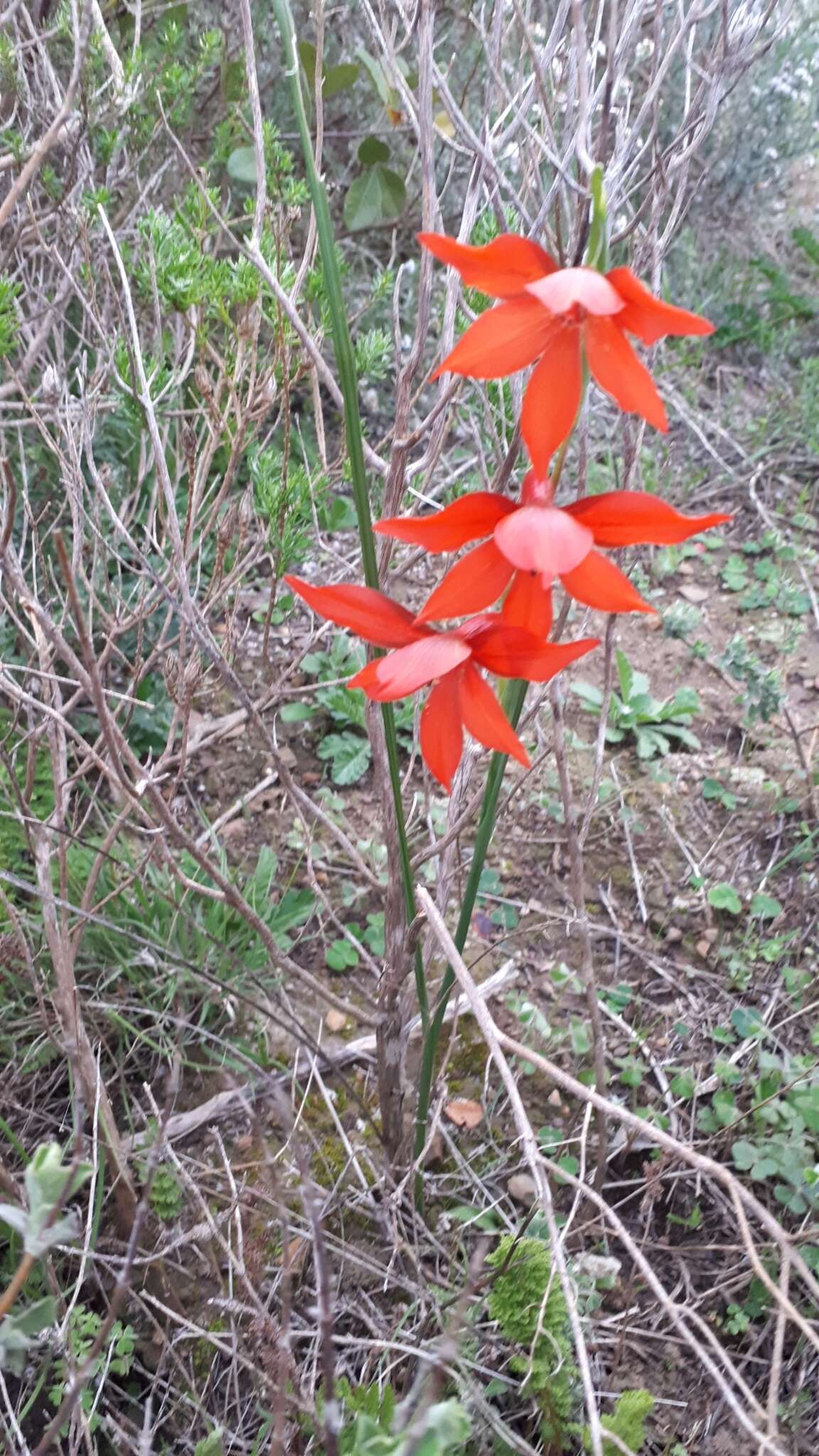 Image of Gladiolus watsonius Thunb.