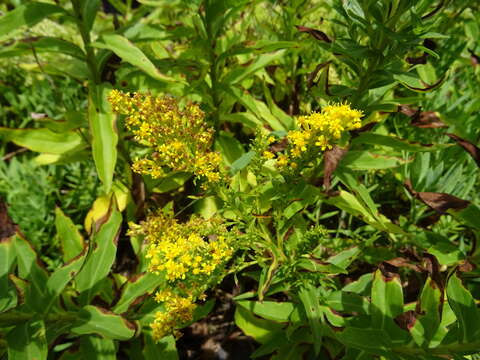 صورة Solidago azorica Hochst.