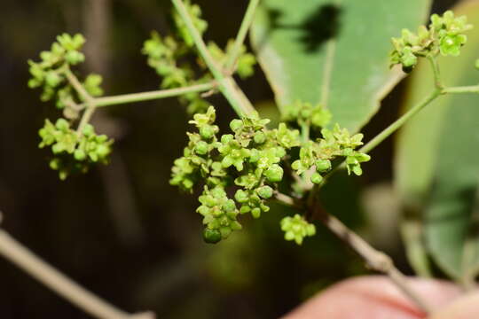 Слика од Pristimera celastroides (Kunth) A. C. Sm.