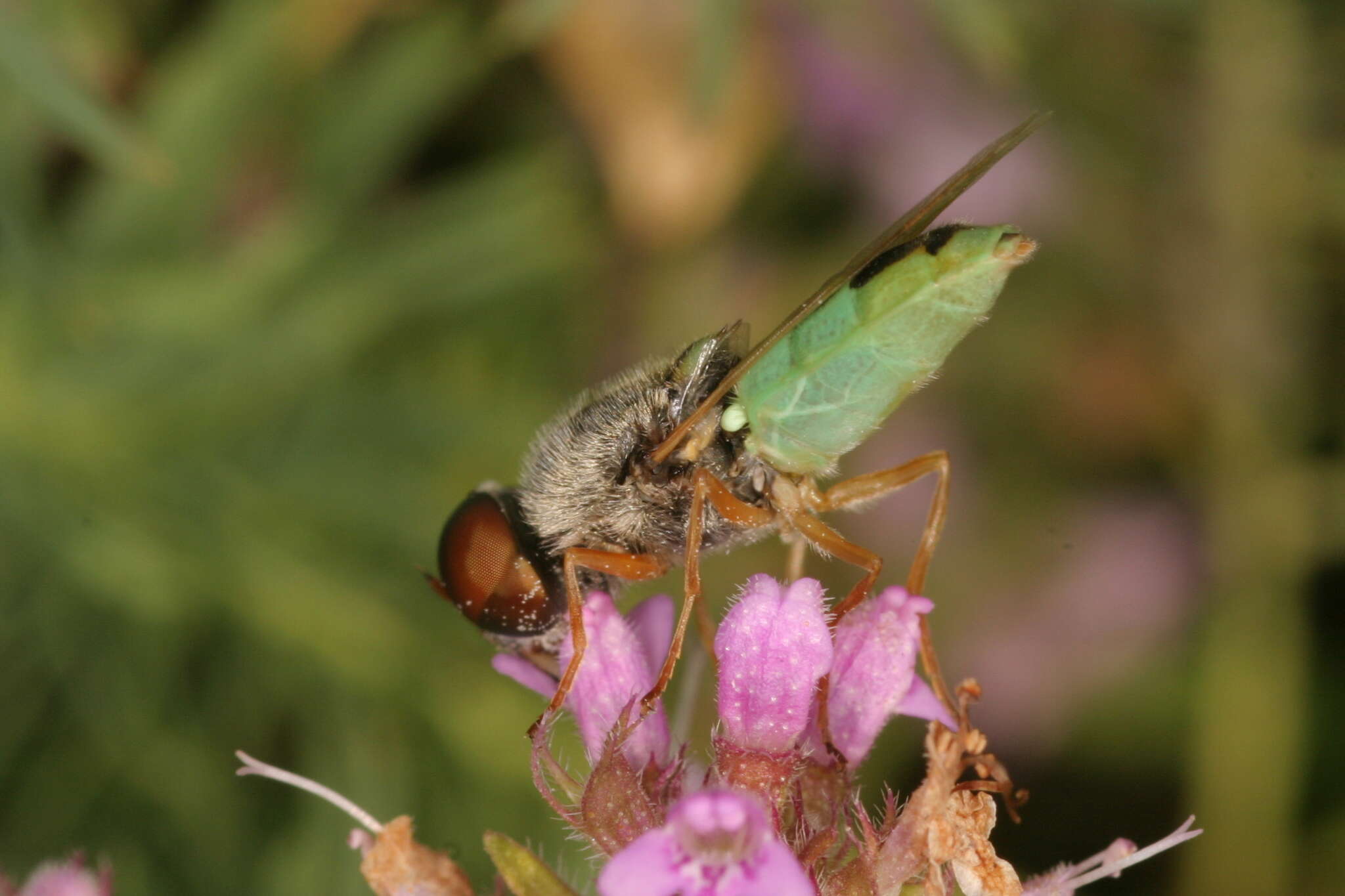 Imagem de Odontomyia angulata (Panzer 1798)