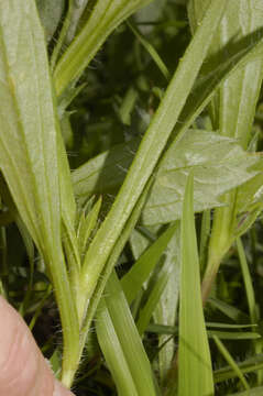 Image of Tridax coronopifolia (Kunth) Hemsl.