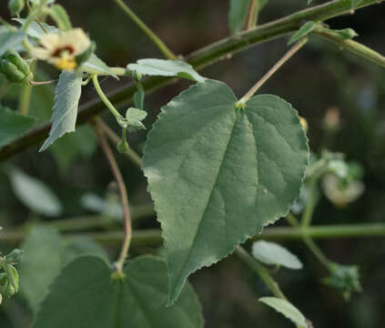 Image of anglestem Indian mallow